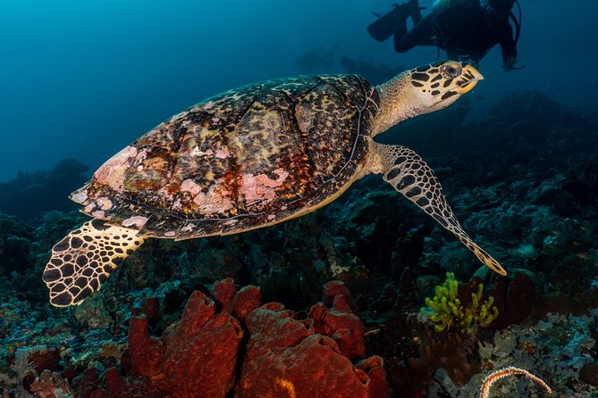 5 Fun Dives in Pemuteran (for certified divers) - Exploration in Menjangan Park - A two-day schedule with room to breathe