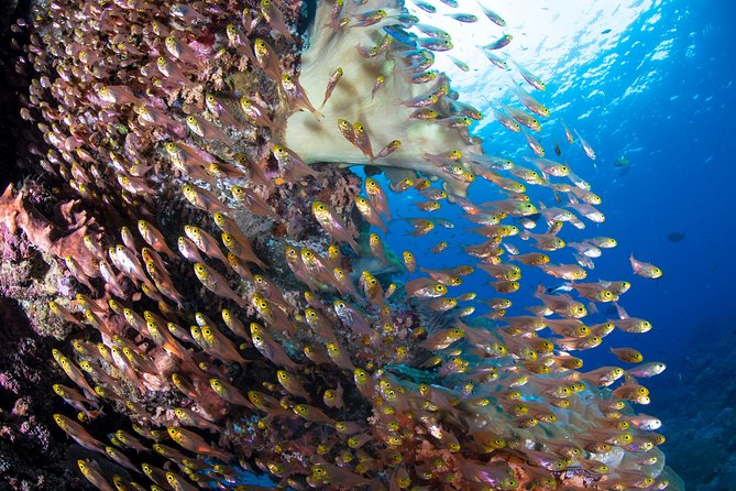 5 Fun Dives in Pemuteran (for certified divers) - Exploration in Menjangan Park - The guides and the feel of the center