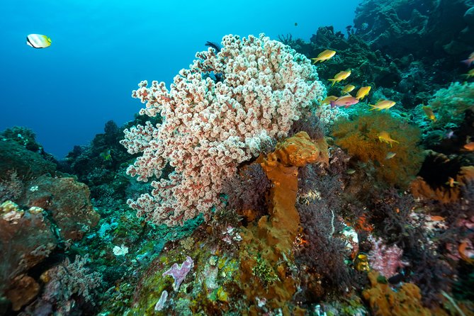5 Fun Dives in Pemuteran (for certified divers) - Exploration in Menjangan Park - Equipment, certification, and comfort