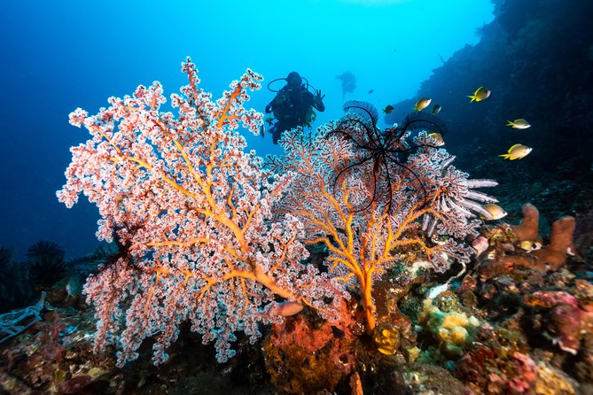 5 Fun Dives in Pemuteran (for certified divers) - Exploration in Menjangan Park - What the $180.56 price really covers