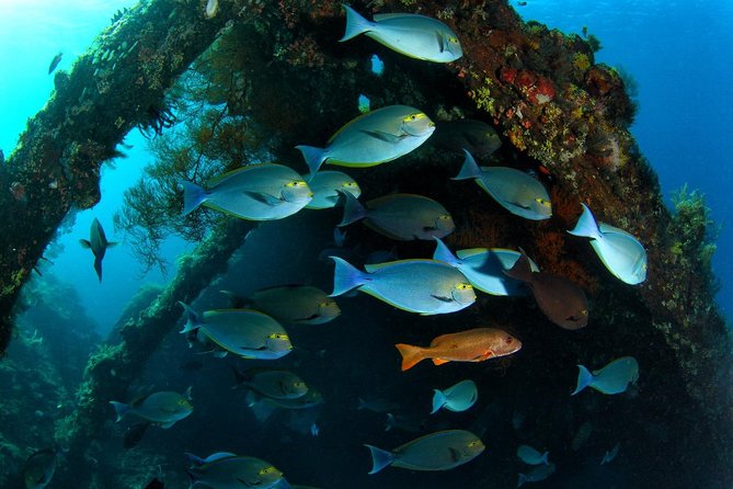 5 Fun Dives in Tulamben (for certified divers) - Discover famous diving sites - Why the guides matter underwater