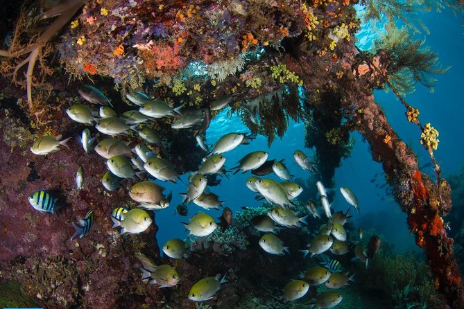 5 Fun Dives in Tulamben (for certified divers) - Discover famous diving sites - Timing, pickup, and a sensible daily plan