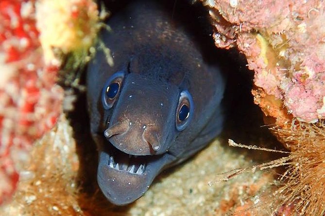 6 Diving Sites Scuba Diving Package in Gran Canaria - The staff support is a major strength