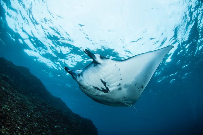 7 Fun Dives in Nusa Lembongan (for certified divers) - Premium Value Package - What your three days may look like