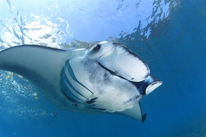 7 Fun Dives in Nusa Lembongan (for certified divers) - Premium Value Package - Crystal Bay: the famous name with a real purpose