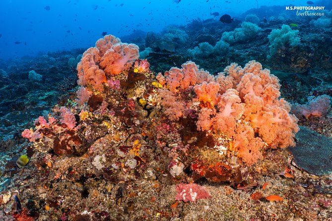 7 Fun Dives in Pemuteran (for certified divers) - Exploration in Menjangan Park - The surface interval on Menjangan Island