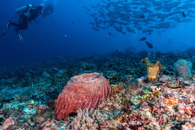 7 Fun Dives in Pemuteran (for certified divers) - Exploration in Menjangan Park - Equipment, instruction, and the refresher issue