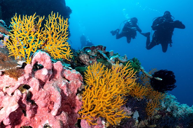 7 Fun Dives in Pemuteran (for certified divers) - Exploration in Menjangan Park - How the $234.25 price measures up