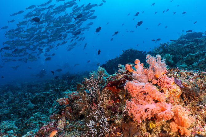 7 Fun Dives in Pemuteran (for certified divers) - Exploration in Menjangan Park - Who will enjoy this package most?