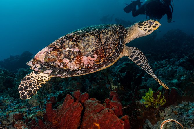 7 Fun Dives in Pemuteran (for certified divers) - Exploration in Menjangan Park - Menjangan’s named sites and marine life