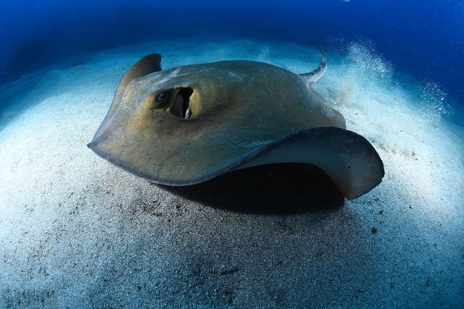 ADVANCED OPEN WATER CERTIFICATION - Improve your scuba diving skills up to 30m ! - What the three-day format feels like