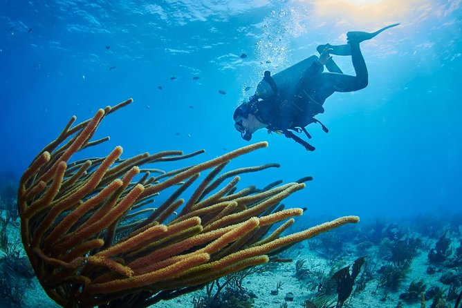 Advanced Open Water Diver course PADI in Playa del Carmen - Sea sessions or cenotes in the Playa del Carmen area