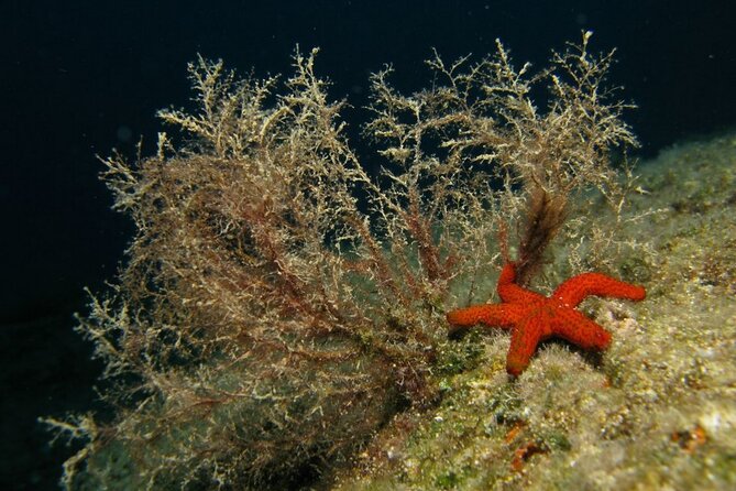 Adventure Dives for Certified Divers in Nea Makri, Athens - The guide’s role makes a major difference