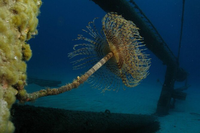 Adventure Dives for Certified Divers in Nea Makri, Athens - Is $66.01 a good price?