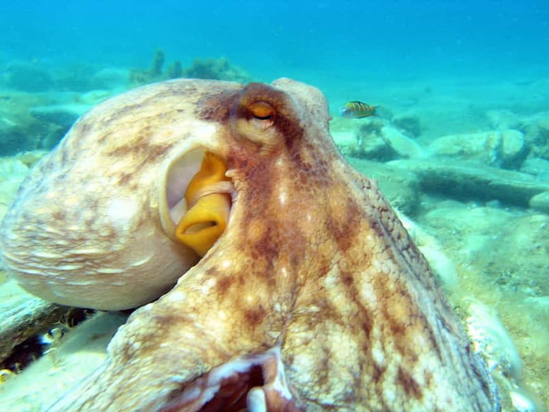 Agia Pelagia: Introduction to Scuba Diving (2 Dives) - What this Agia Pelagia experience is really like