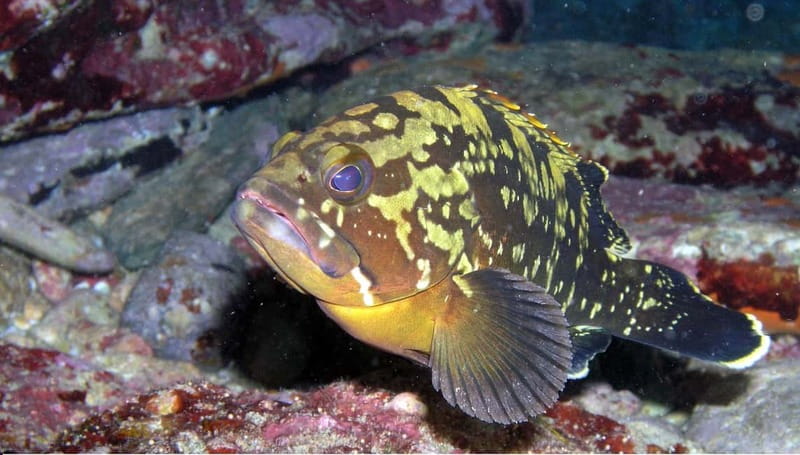 Agia Pelagia: Introduction to Scuba Diving (2 Dives) - First session: 6 meters and 45 minutes