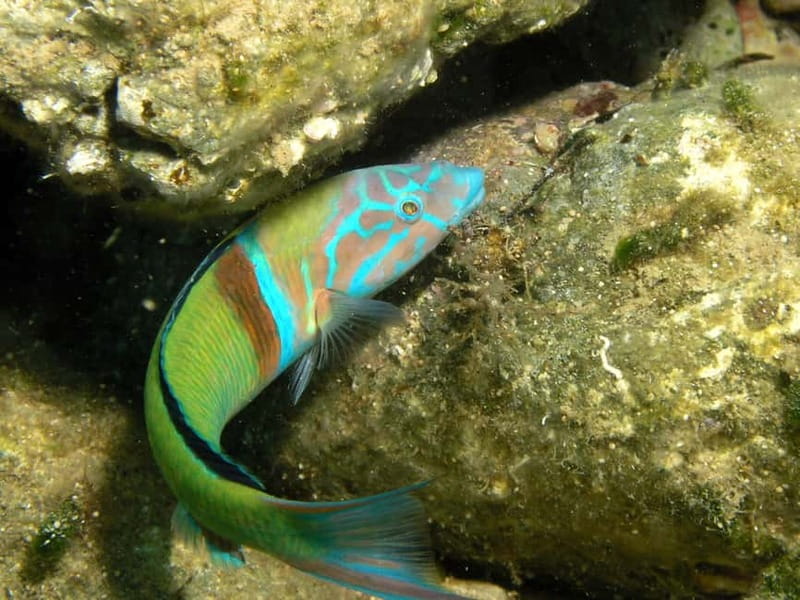 Agia Pelagia: Introduction to Scuba Diving (2 Dives) - The 30-minute briefing at Mononaftis