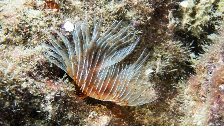 Alanya: 2 Guided Scuba Dives with Lunch and Hotel Transfers - The first descent: shallow, steady, and useful