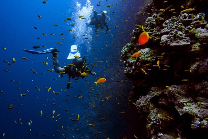 Alanya Scuba Diving Adventure: 2 Guided Dives with Lunch - The first session: an easy introduction near Alanya