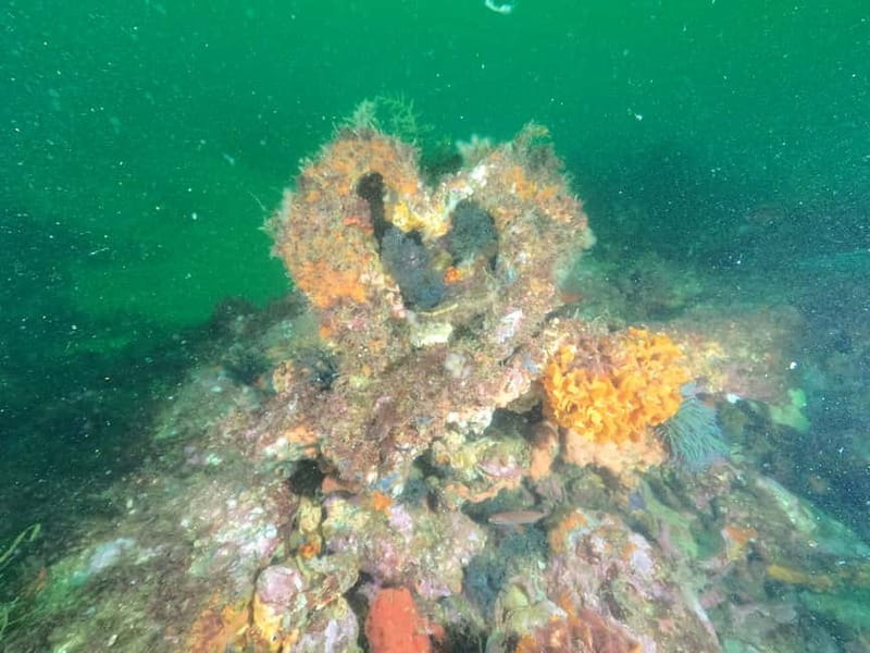 Albufeira: Scuba Diving Experience for Beginners - Who should book this experience