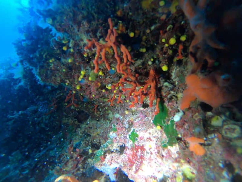 Alghero: Diving Experience - What Makes This Capo Caccia Session Special