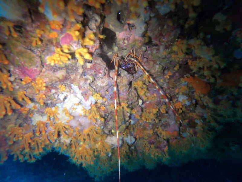 Alghero: Diving Experience - FAQ