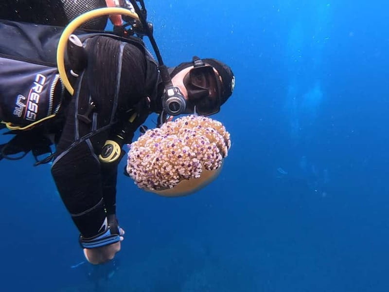 Alghero: Diving Experience - One Hour Around the Capo Caccia Sites