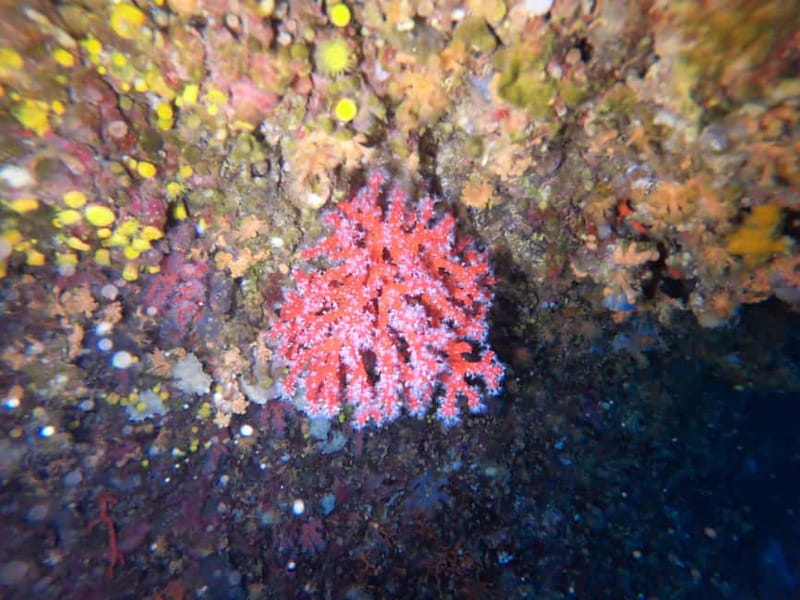 Alghero: Diving Experience - The Value of the $130.28 Price