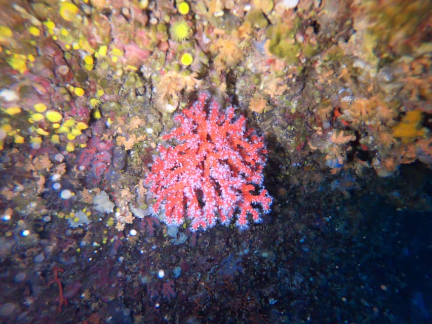 Alghero: Diving Experience - Should You Book the Capo Caccia Session?