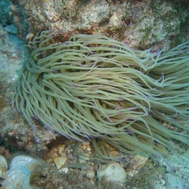 Alghero: diving for professionals at Capo Caccia - Five things to know before booking