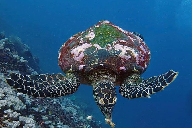 All Inclusive Bali Scuba Diving at Tulamben with Lunch -Transport - Choosing the right site for your interests