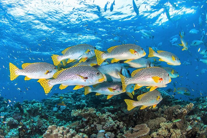 All Inclusive Great Barrier Reef Cruise w optional Scuba Diving - First reef stop: up to two hours in the water