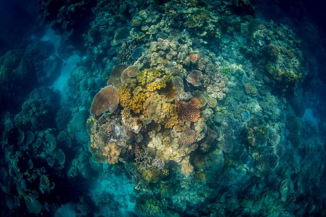 All Inclusive Great Barrier Reef Cruise w optional Scuba Diving - What the marine biologist presentation adds