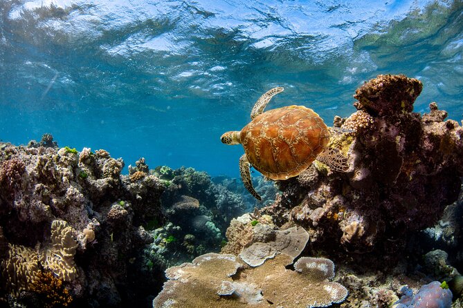 All Inclusive Great Barrier Reef Cruise w optional Scuba Diving - Food, comfort, and the ride home