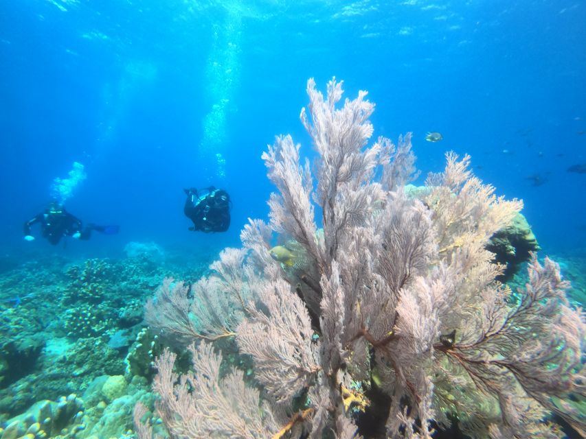 Amed: Guided Scuba Dive for Beginners/Non Certified divers - Who will enjoy this Amed experience most