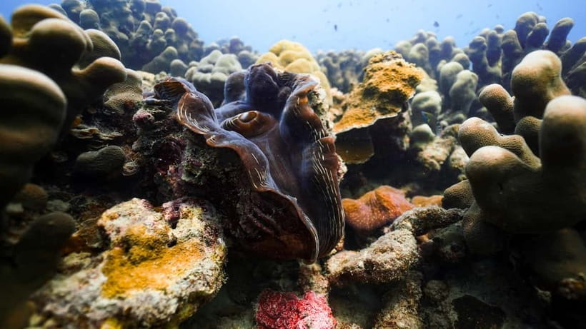 Andaman: Havelock Scuba Diving by PADI 5-Star Dive Center - The first 30 minutes: briefing and shallow-water practice