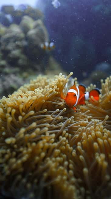 Andaman: Havelock Scuba Diving by PADI 5-Star Dive Center - Starting at Nemo Reef beachside center