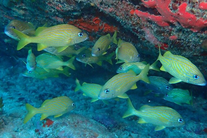 Anguilla Based: 2-Tank Group Dive Experience for Certified Divers - Starting at 9 a.m. in Sandy Ground