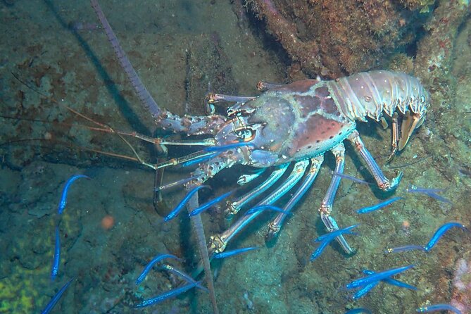 Anguilla Based: 2-Tank Group Dive Experience for Certified Divers - The boat and the crew