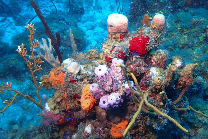 Anguilla Based: 2-Tank Group Dive Experience for Certified Divers - Who will get the most from this trip?