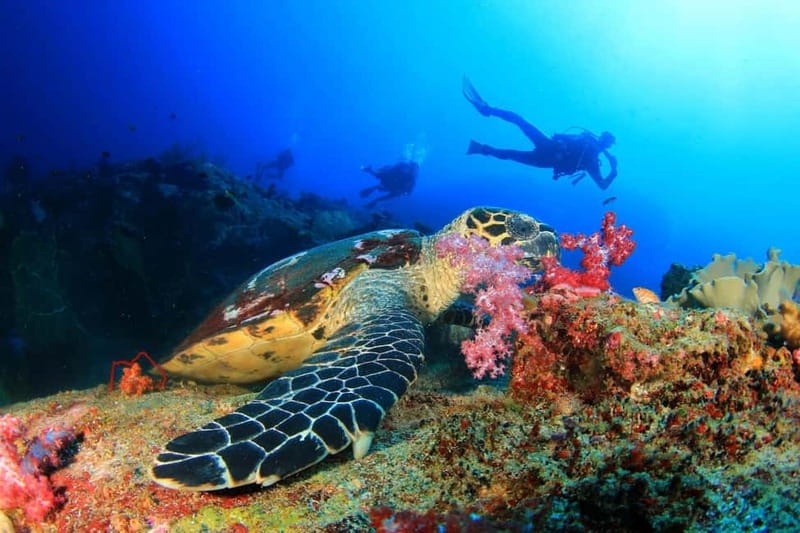 Antalya/Kemer: Scuba Diving Experience with 2 Dives & Lunch - From Kemer Marina to the first cove