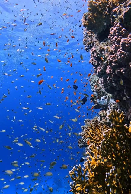 Antalya, Side and Alanya: Scuba Diving with Lunch & 2 Dives - The first session at approximately 6 meters