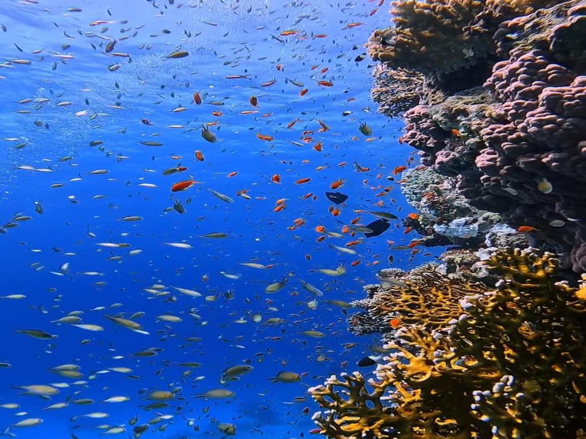 Antalya, Side and Alanya: Scuba Diving with Lunch & 2 Dives - Lunch, swimming, and deck time