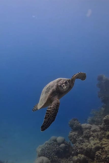 Antalya, Side and Alanya: Scuba Diving with Lunch & 2 Dives - What the strongest feedback tells you