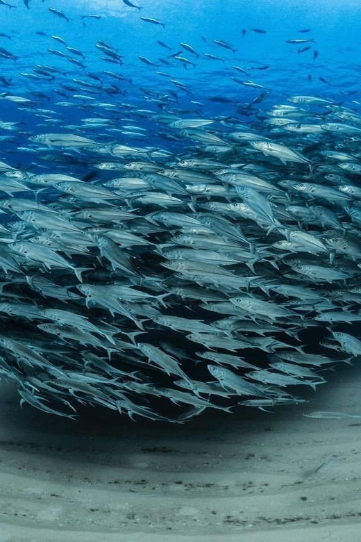 Antalya, Side and Alanya: Scuba Diving with Lunch & 2 Dives - The hotel pickup from Side, Alanya, and nearby resorts