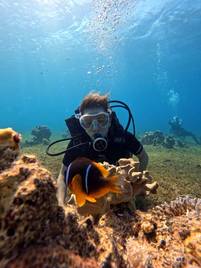 Aqaba: Private Red Sea Diving for Beginner or Experienced - Who should book this Aqaba activity?