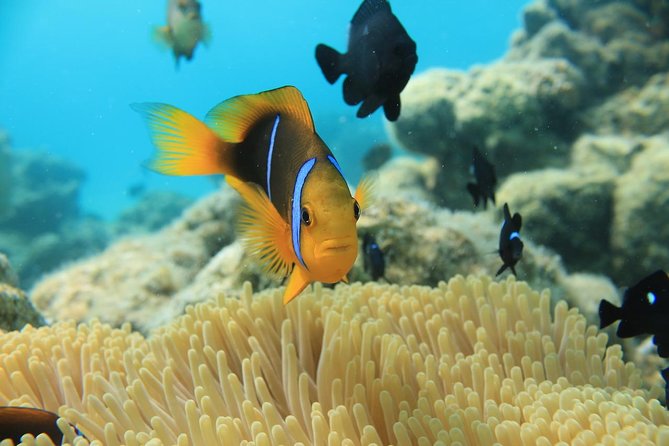 Aqua Safari Introductory Helmet Dive (Underwater Walk) - Photos, cameras, and what to bring