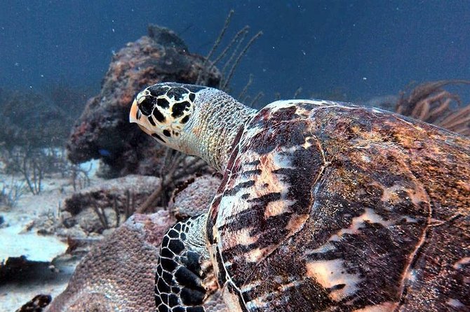 Aruba 1-Tank guided Dive for certified divers with rental equipment - Key points to know before booking
