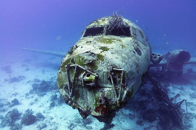 Aruba 1-Tank guided Dive for certified divers with rental equipment - What this Aruba underwater outing is really like