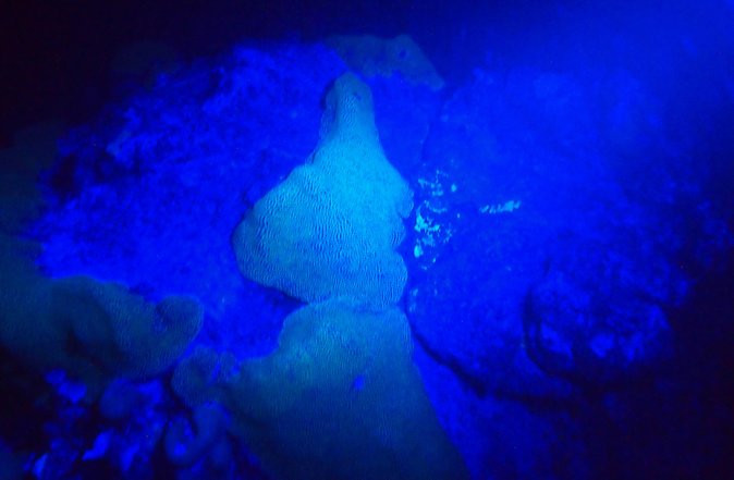 Aruba 1-Tank guided UV Night Dive for certified divers with rental equipment - Key points to know before booking